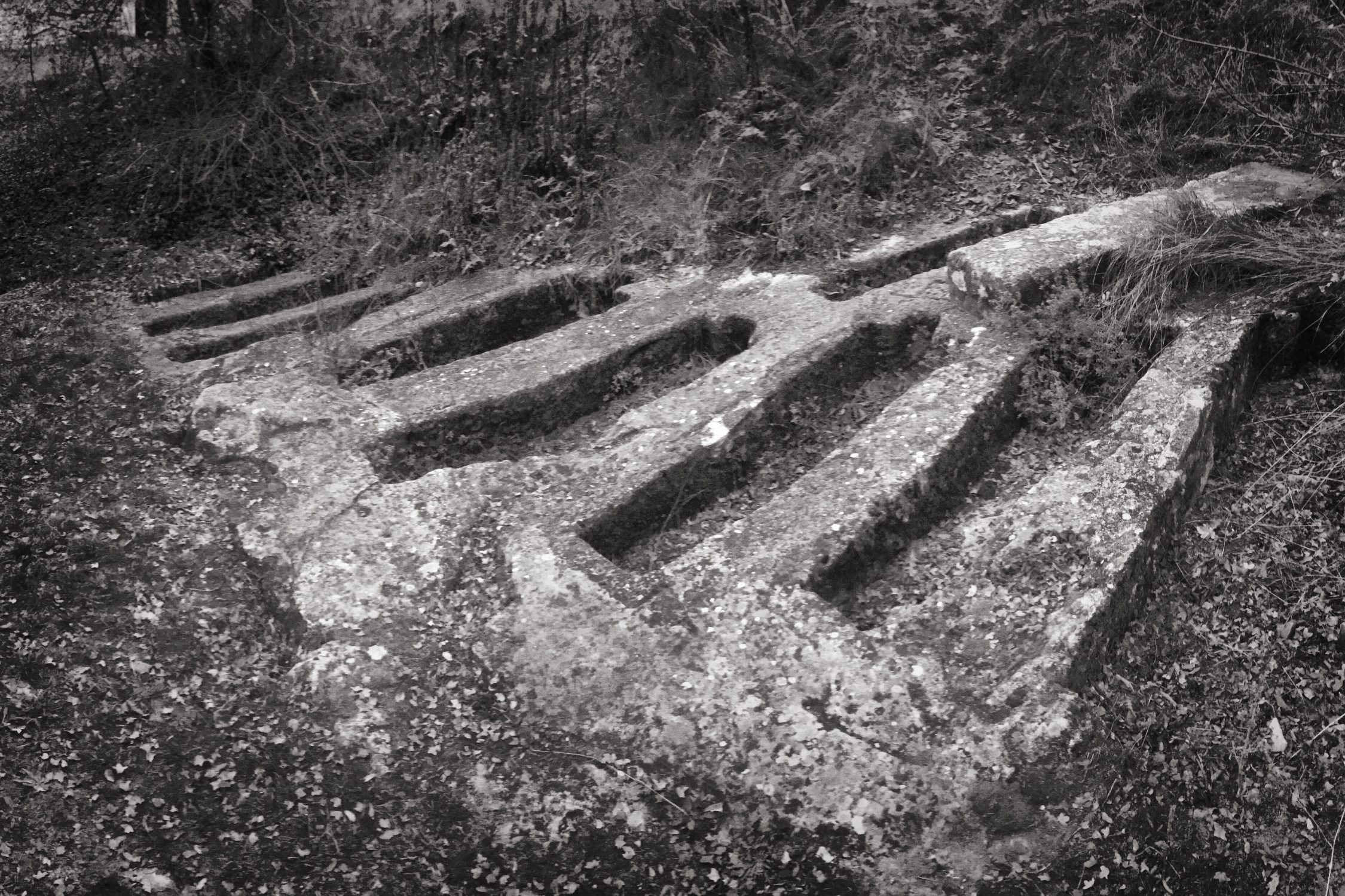Read more about the article Ancestors