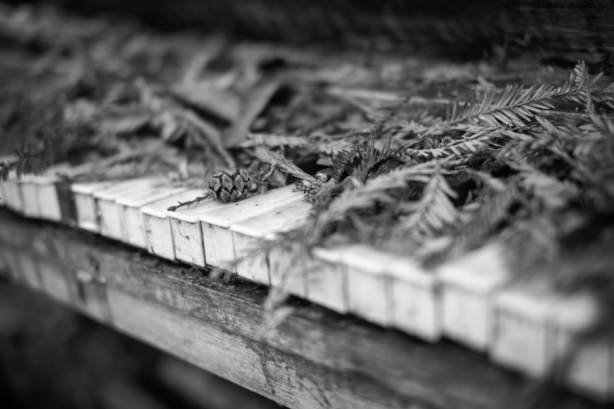 Read more about the article Dear Darkening Ground